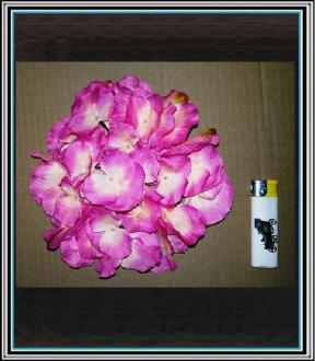 Um.hlavička - HORTENZIA - sv.ružová
