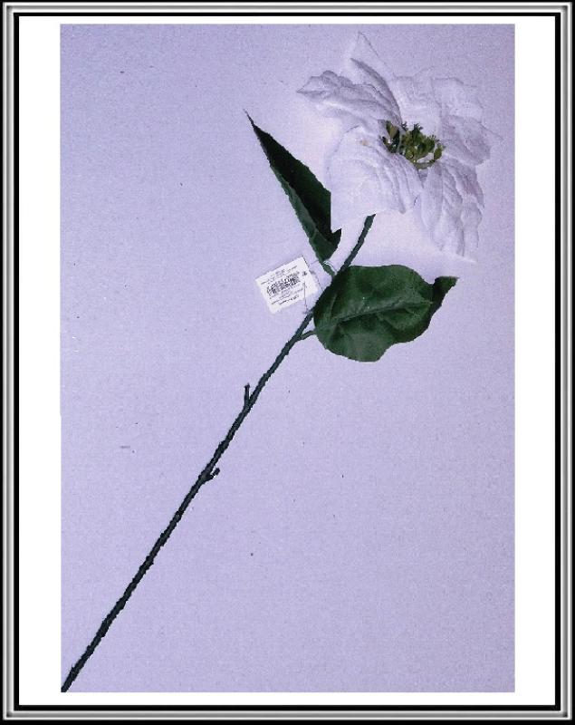 Betlehemský kvet biely 75 cm CV15900,