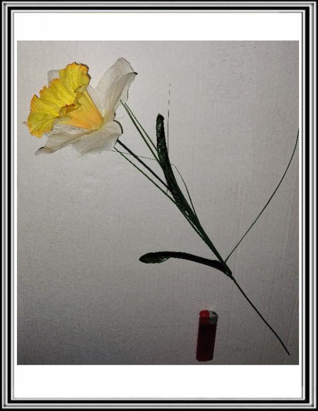 Narcis na stopke 50 cm bielo žltá