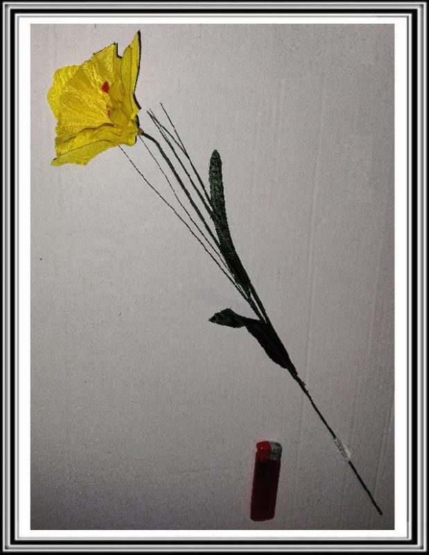 Narcis na stopke 50 cm žltá